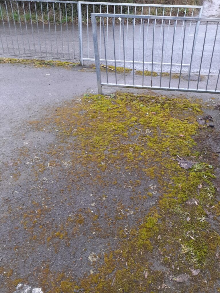 A footpath covered in moss