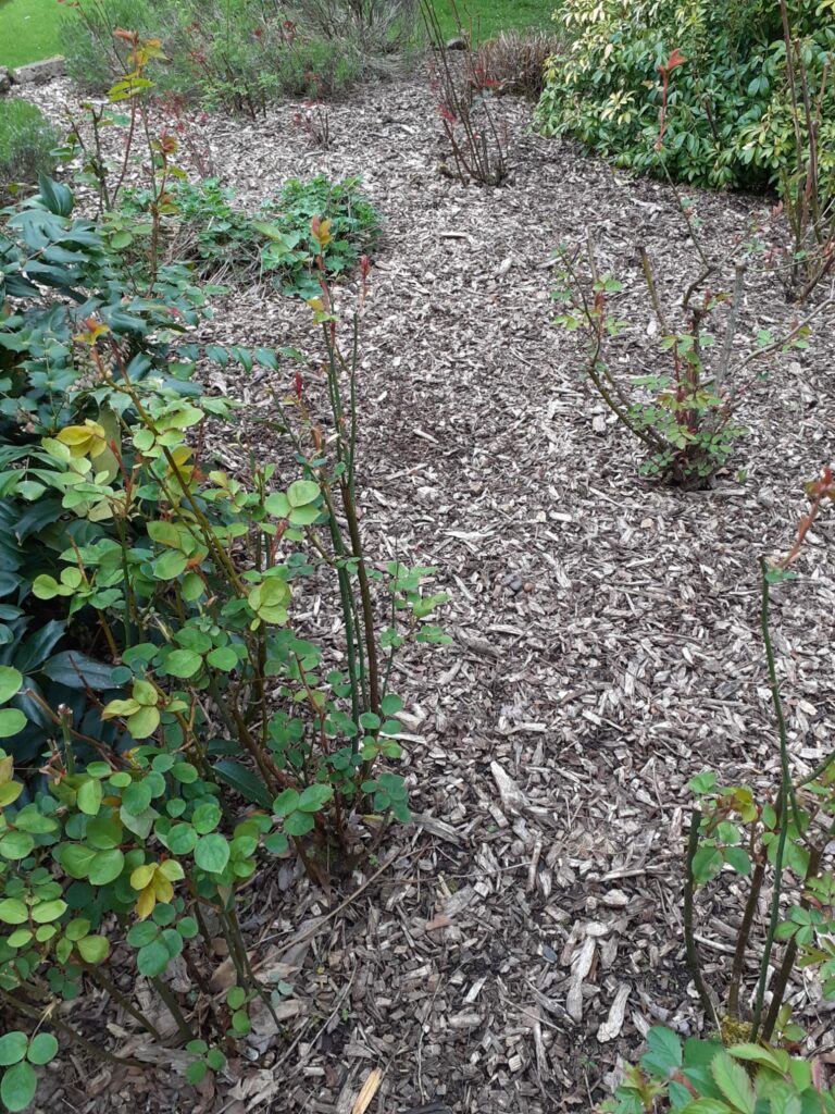 Some freshly-planted plants sprouting from under some bark